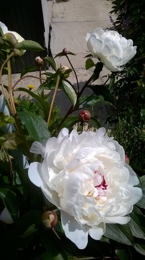 WP_20160531_11_05_22_Pro - A bujori 2016