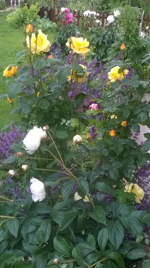 WP_20160602_10_15_39_Pro - A bujori 2016