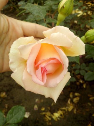 janet - 0 TRANDAFIRI 2016