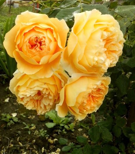 13308551_958089131004248_4856417695870298371_o - 0 TRANDAFIRI 2016