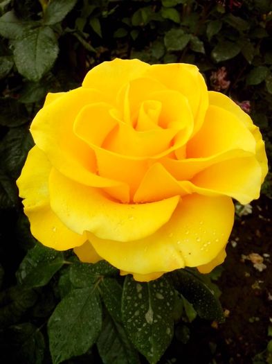 13350250_958091194337375_7568172805607788895_o - 0 TRANDAFIRI DIMOV 2016