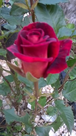 WP_20160530_19_14_48_Pro - A trandafirii mei