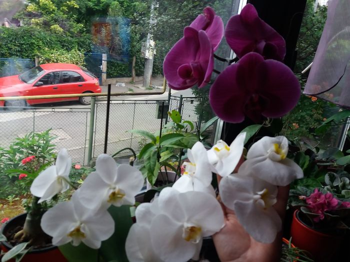 20160602_073836 - Orhidee