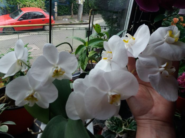 20160602_073827 - Orhidee