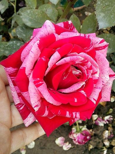 13340048_957852414361253_7903404589957938612_o - 0 TRANDAFIRI DIMOV 2016