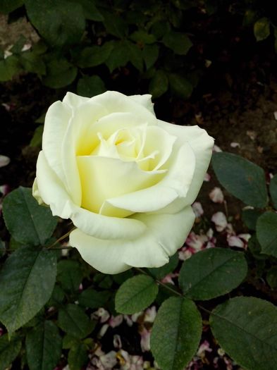 13301382_957853167694511_3707738765205528480_o - 0 TRANDAFIRI DIMOV 2016