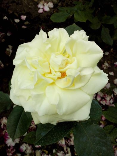 13323212_957853184361176_5936125702387364225_o - 0 TRANDAFIRI DIMOV 2016