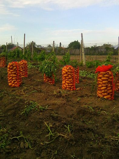 Photo0163 - legumicultura --ocupatia mea