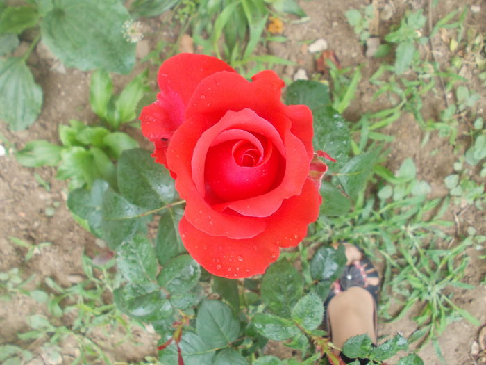 DSCN8537 - trandafiri