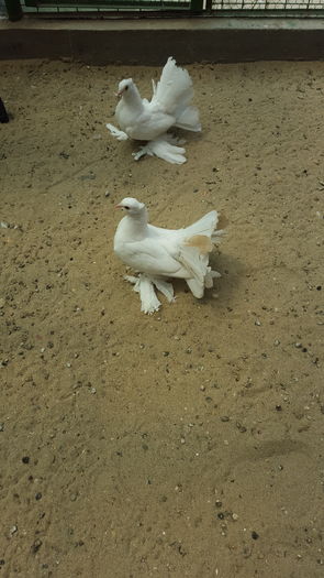 Pereche Indieni 2016.Dnu SARBU .JUD.Olt - 8___-PERSOANE CU CARE AM COLABORAT- VANZARI