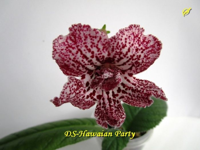 DS-Hawaian Party(2-06-2016) - Streptocarpusi 2016