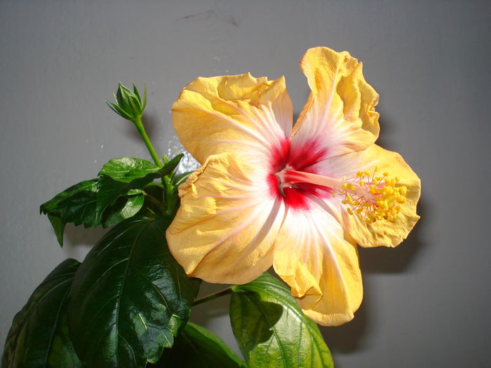 Yellow Holiday - Hibiscus Yellow Holiday