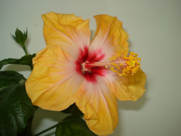 Yellow Holiday - Hibiscus Yellow Holiday