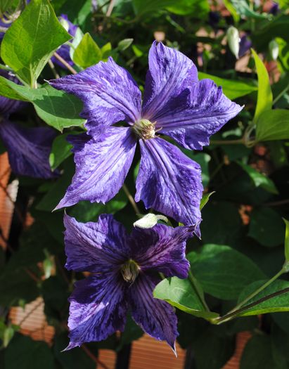 31 mai, clematis Tie Dye