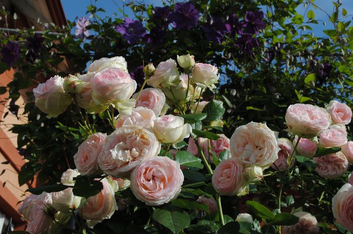 Eden Rose - 2016 trandafiri III