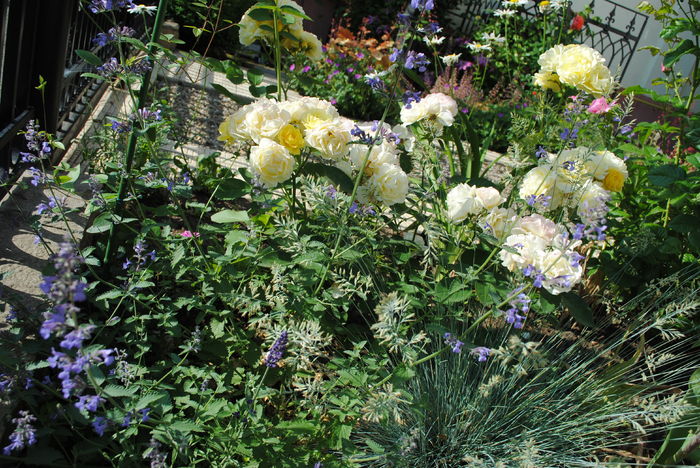 golden border(comtesse du barry)