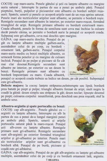 Picture 006 - standard european