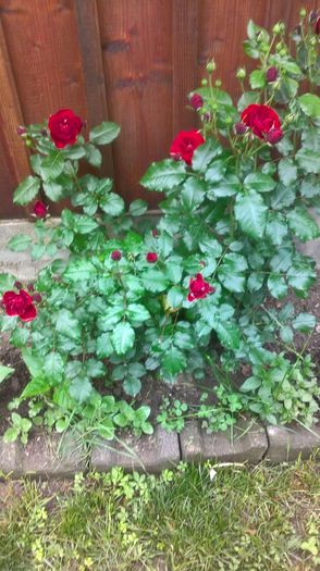 WP_20160602_14_30_00_Pro