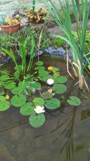 WP_20160602_14_33_54_Pro