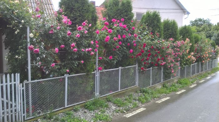 WP_20160602_14_34_52_Pro - trandafiri 2016