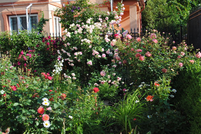 28 mai - 2016 plantele mele II