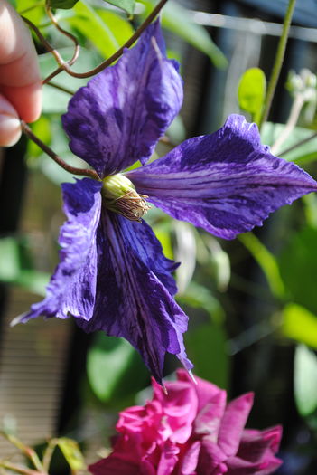 clematis Tie Dye - 2016 plantele mele II