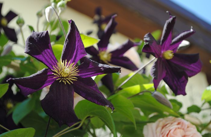 clematis Romantika