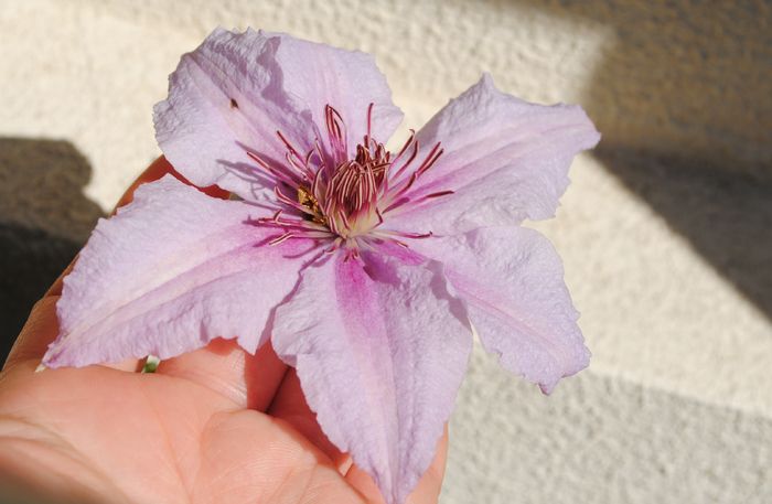 clematis Marmori