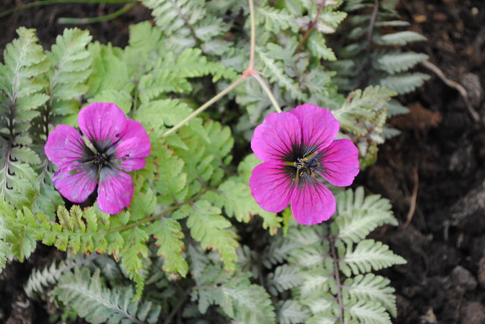 geranium-sandrine