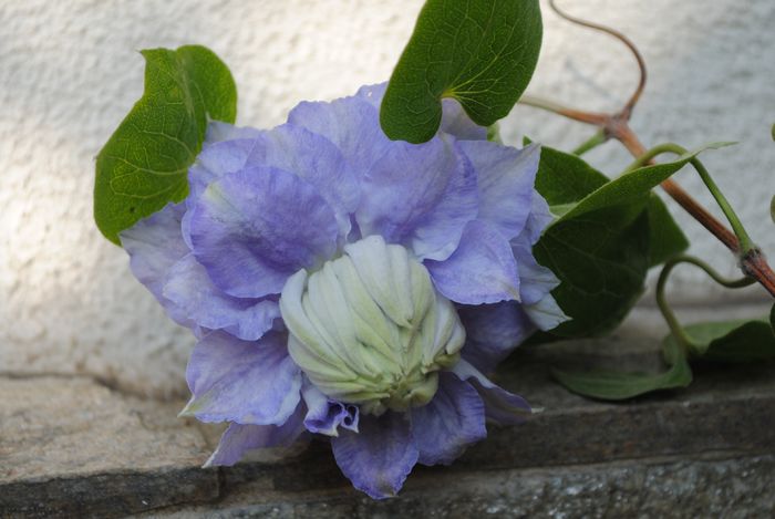 Clematis Mazury