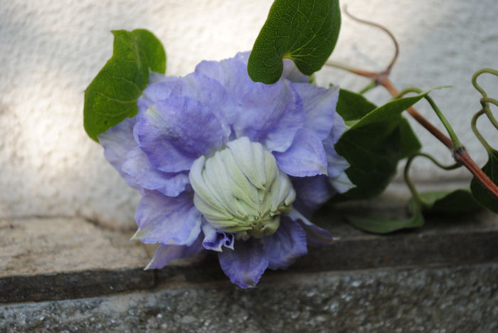 Clematis Mazury, prima floare :))
