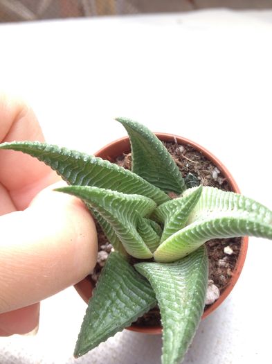 Limifolia 12 lei - Disponibile Noiembrie