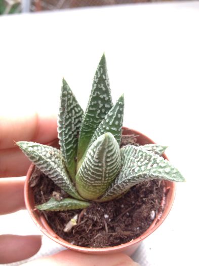 Limifolia White stripes