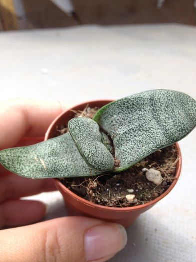 Gasteria baylisiana - Gasteria