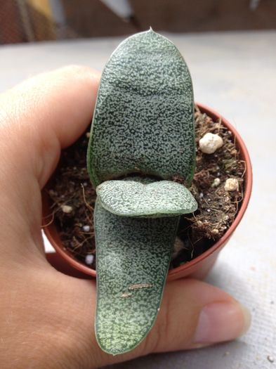 Gasteria