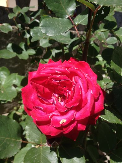 image - floricelele mele
