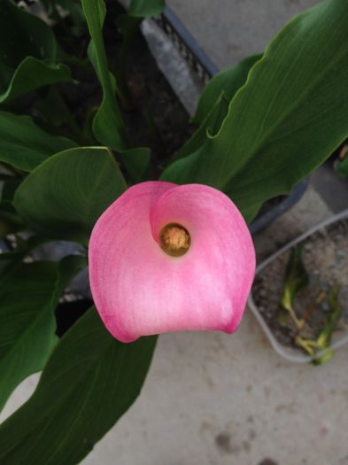 image - floricelele mele