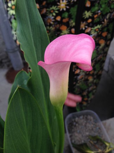 image - floricelele mele