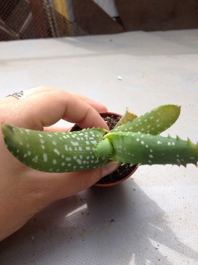 Aloe?? - Aloe