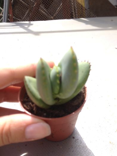 image - Aloe