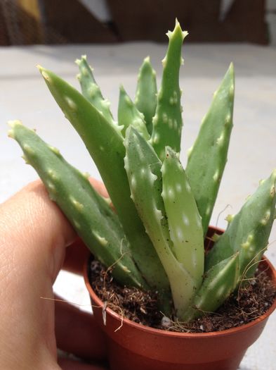 image - Aloe
