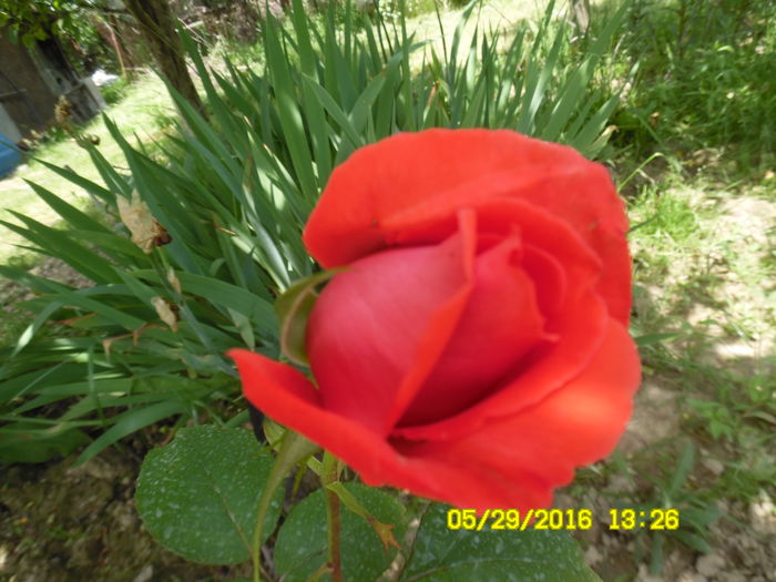 floare mare Queen of Bermuda - trandafiri diverse soiuri