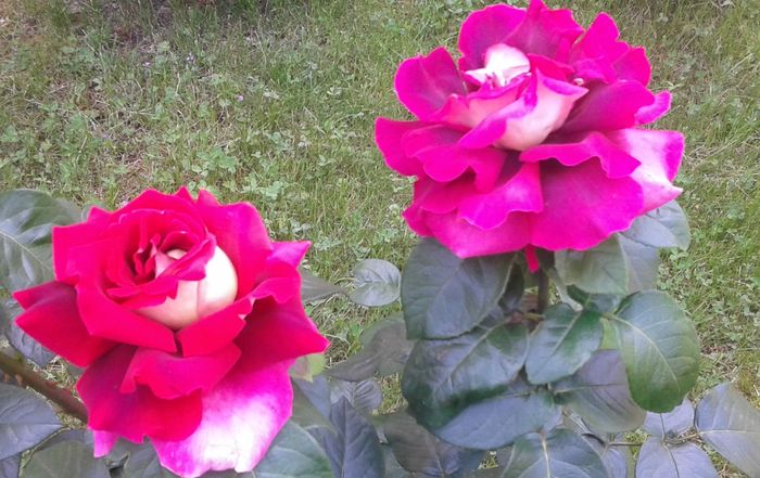 Kronenbourg - trandafiri diverse soiuri