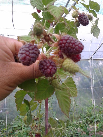 tayberry fara spini-Canada