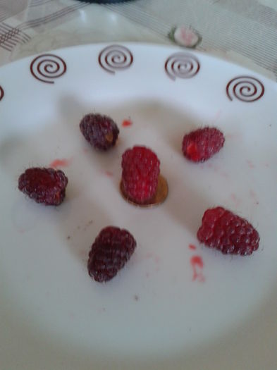 fructe tayberry fara spini