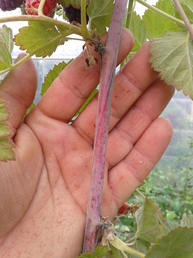 tulpina tayberry fara spini - 0 Arbusi fructiferi exotici 2017-2018
