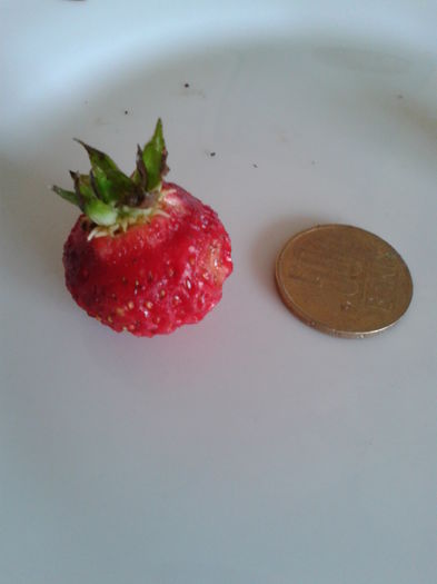 fraguta de cultura rotunda