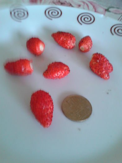 fragute de cultura remontata