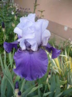 best bet- primit cadou