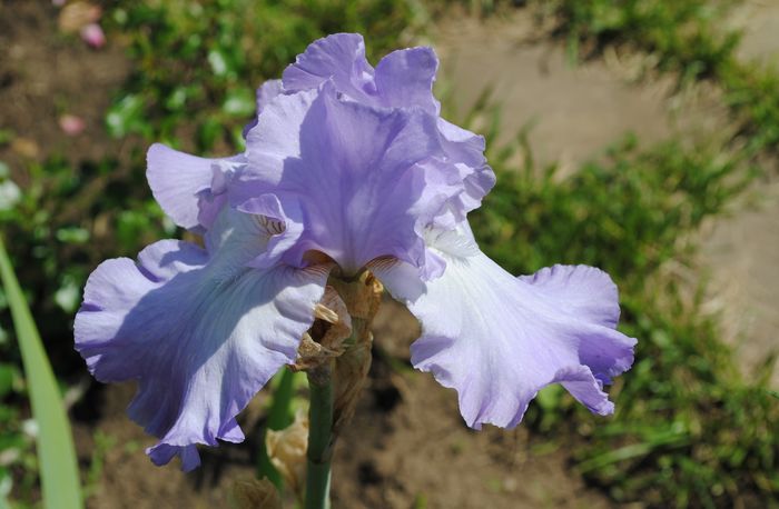 ultima floare de iris..
